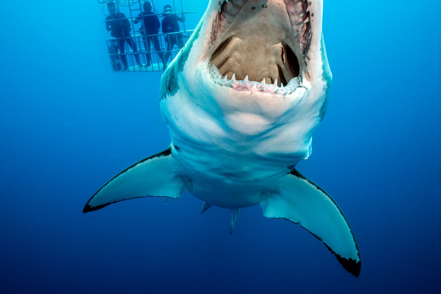 Sharks, Great White, Isla Guadalupe, Mexico, ecotourism