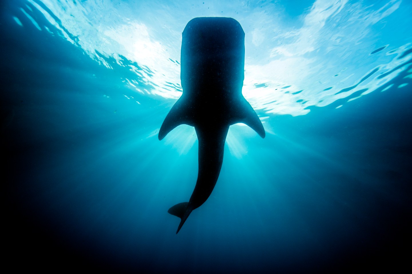 Whale shark during filming of Legacy Part 2