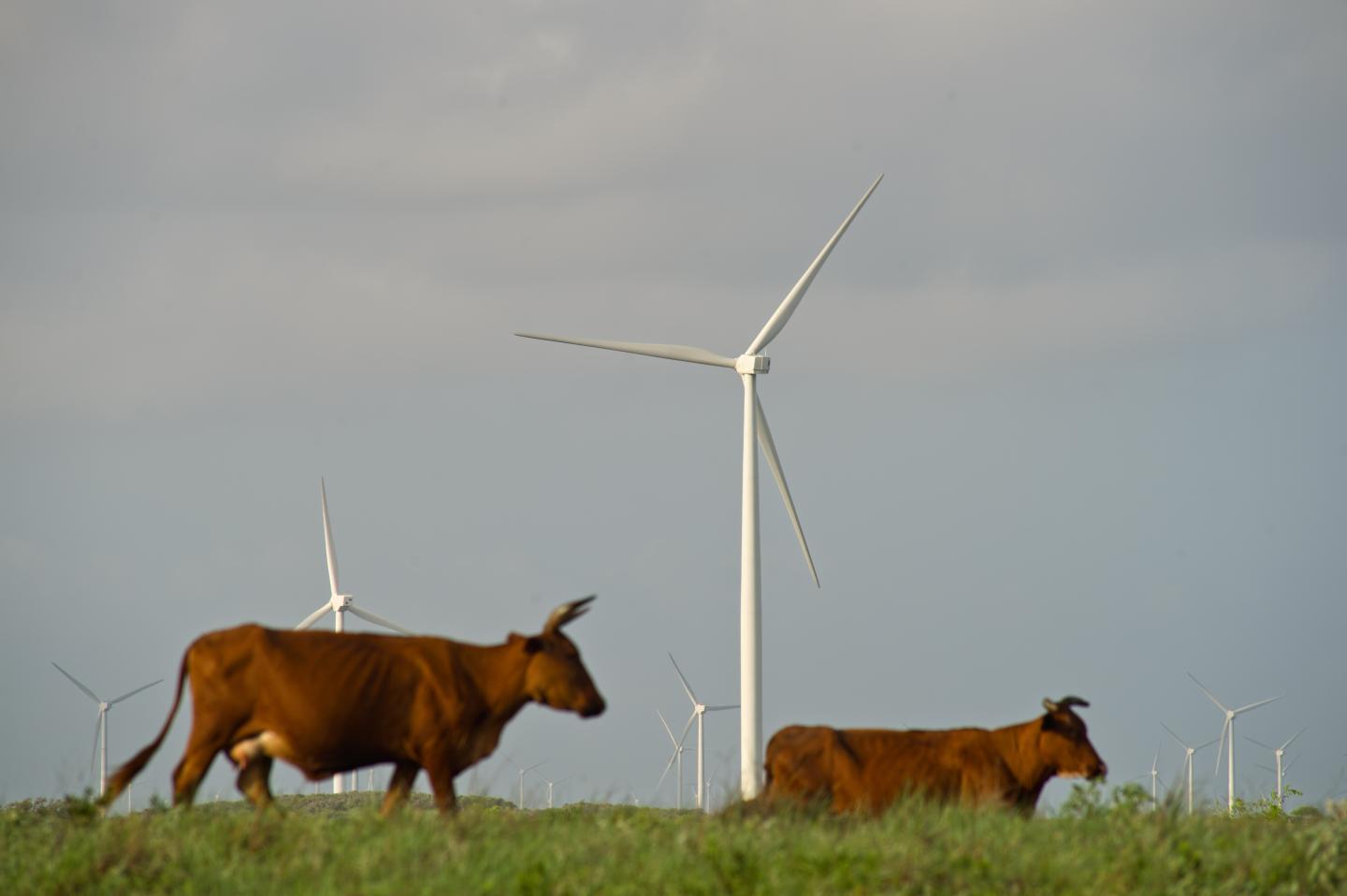 Texas Wind Turbines