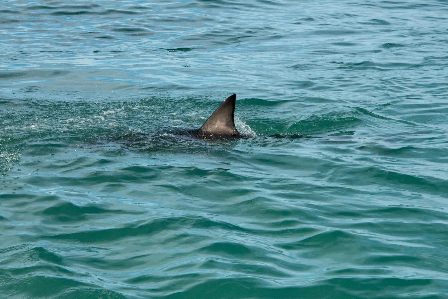 Shark fin
