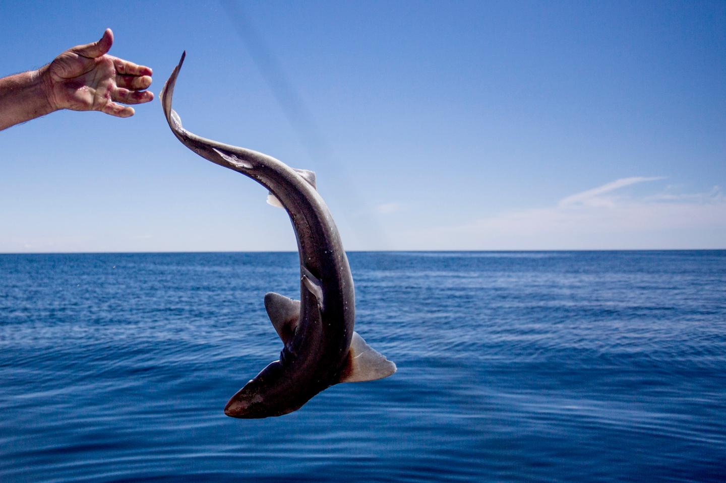 Ultrasound on pregnant sharks