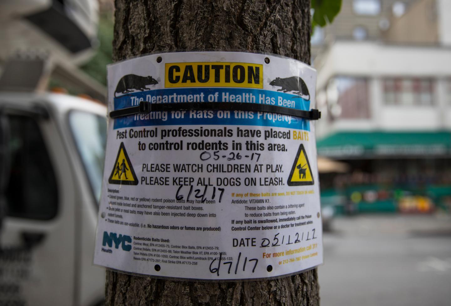 Chipotle's Garbage Ripped Open By Rats In Brooklyn