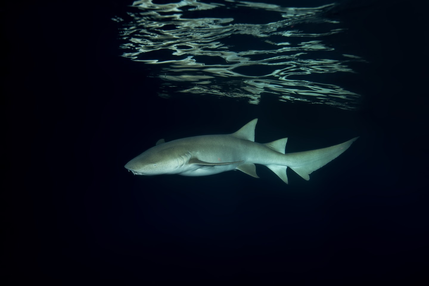 Acquatic Life In Indian Ocean