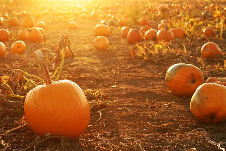 Halloween Pumpkins in a Pumpkin Patch with Setting Sun