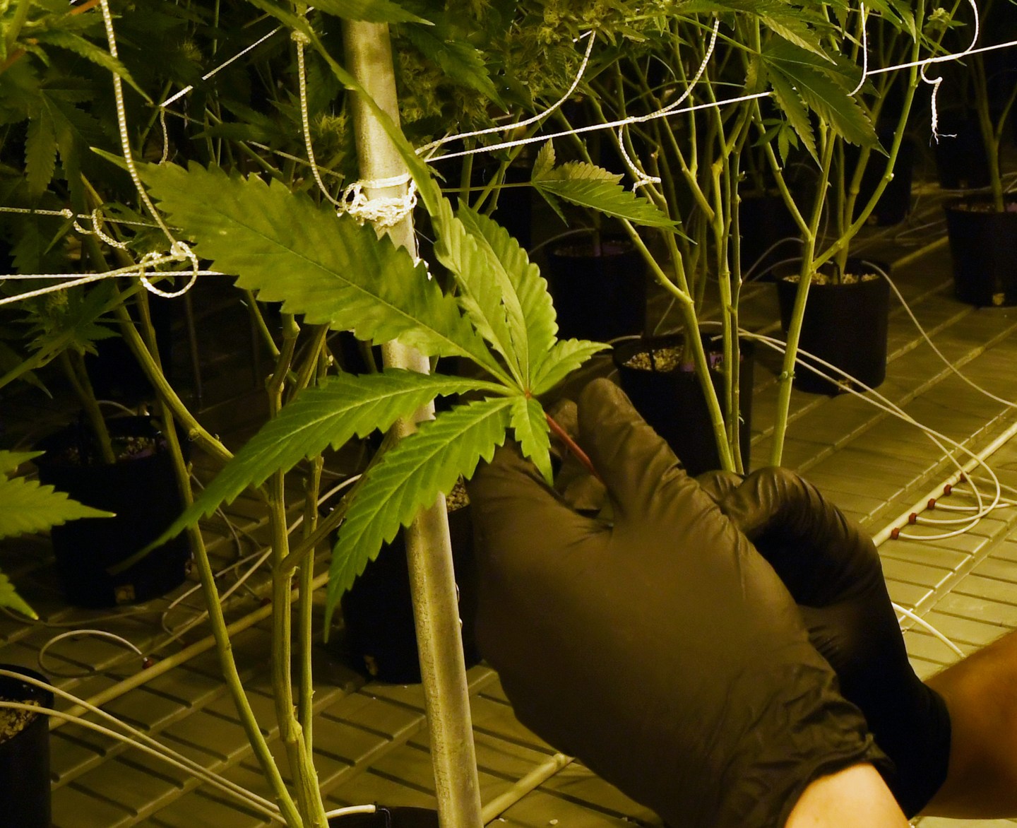Marijuana Cultivation Center In Nevada Ramps Up Production As State Legalizes Recreation Use Of Weed