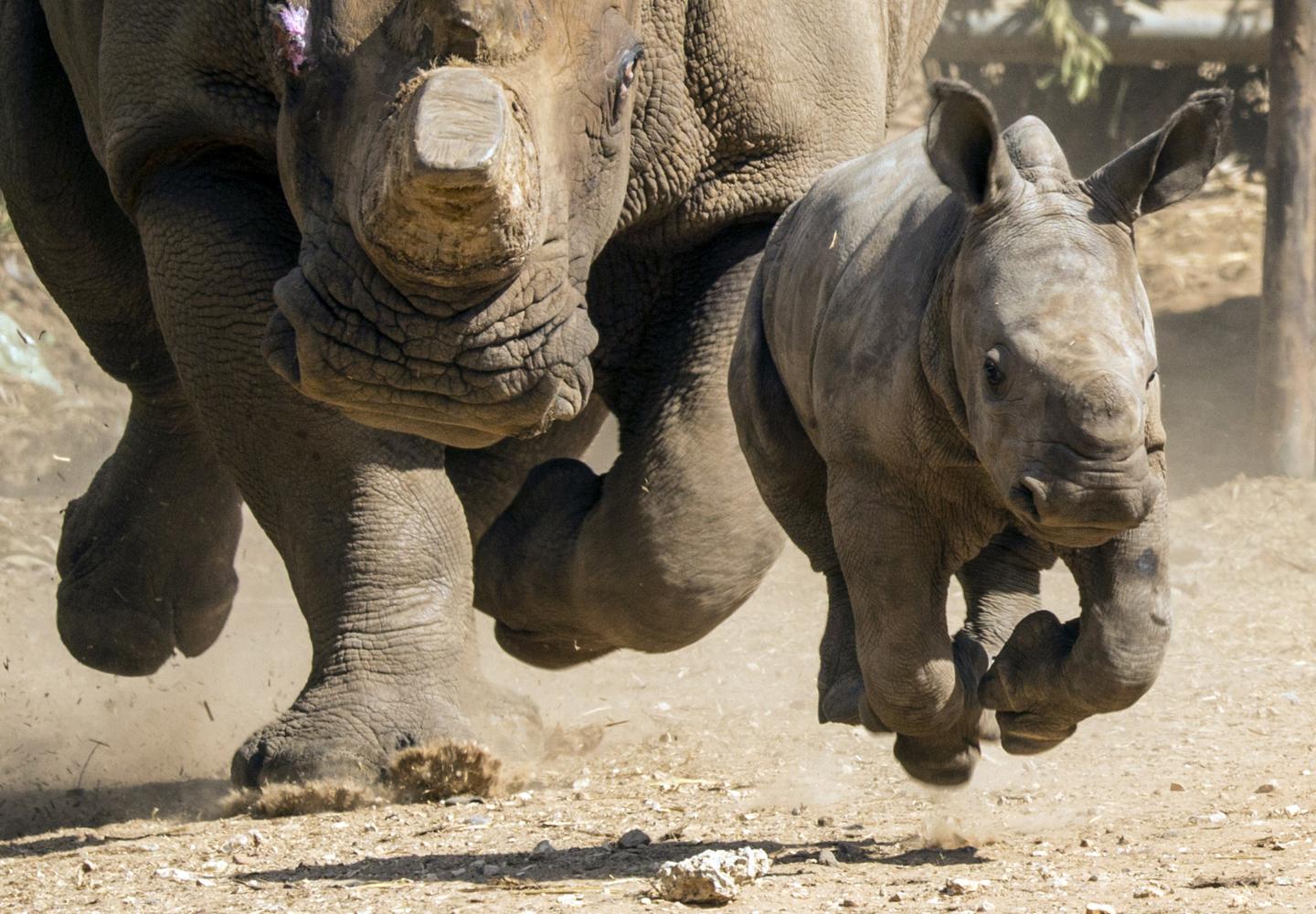 ISRAEL-ANIMALS-ZOO-RHINOCEROS