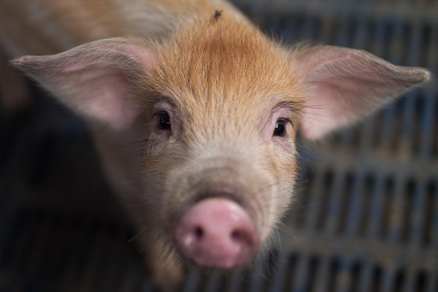 CHINA-ECONOMY-ENVIRONMENT-AGRICULTURE-PORK