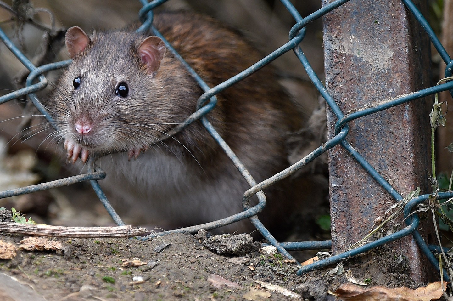 Rat Infestation At Motorway Services In United Kingdom