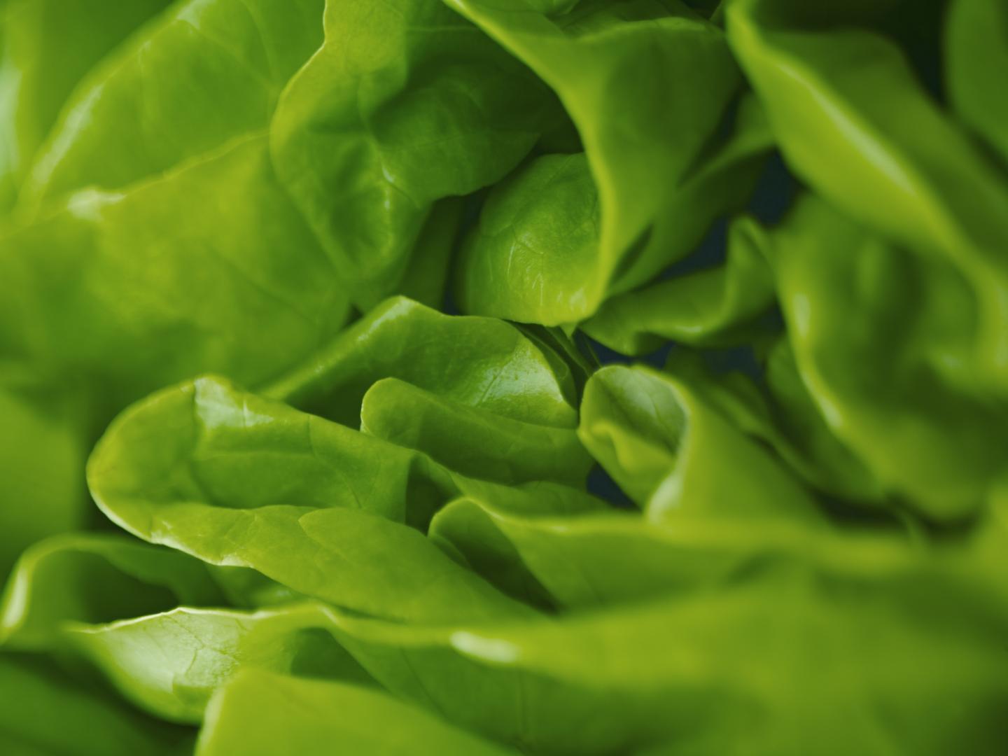 Extreme close up of round lettuce