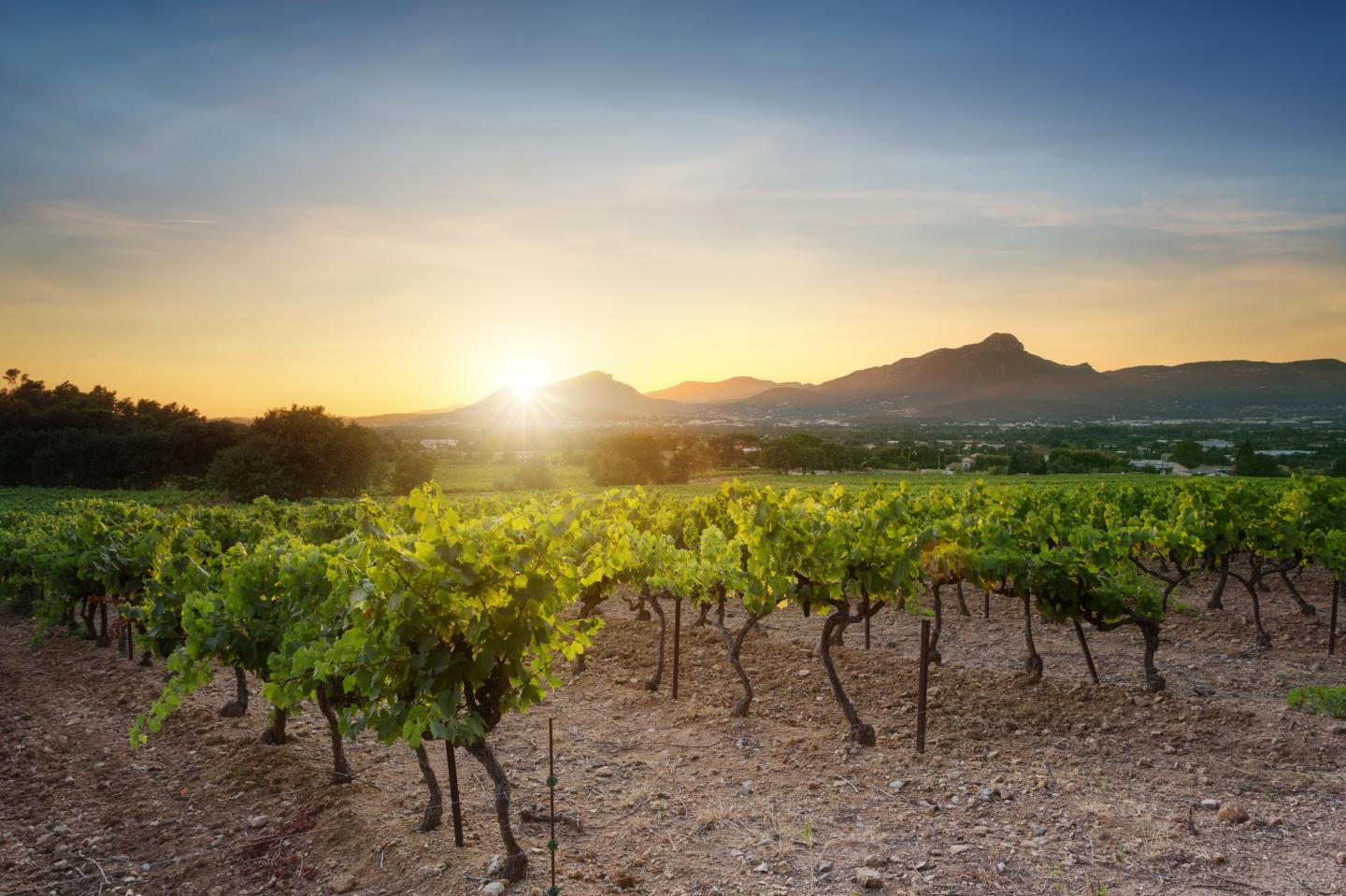 Vineyard