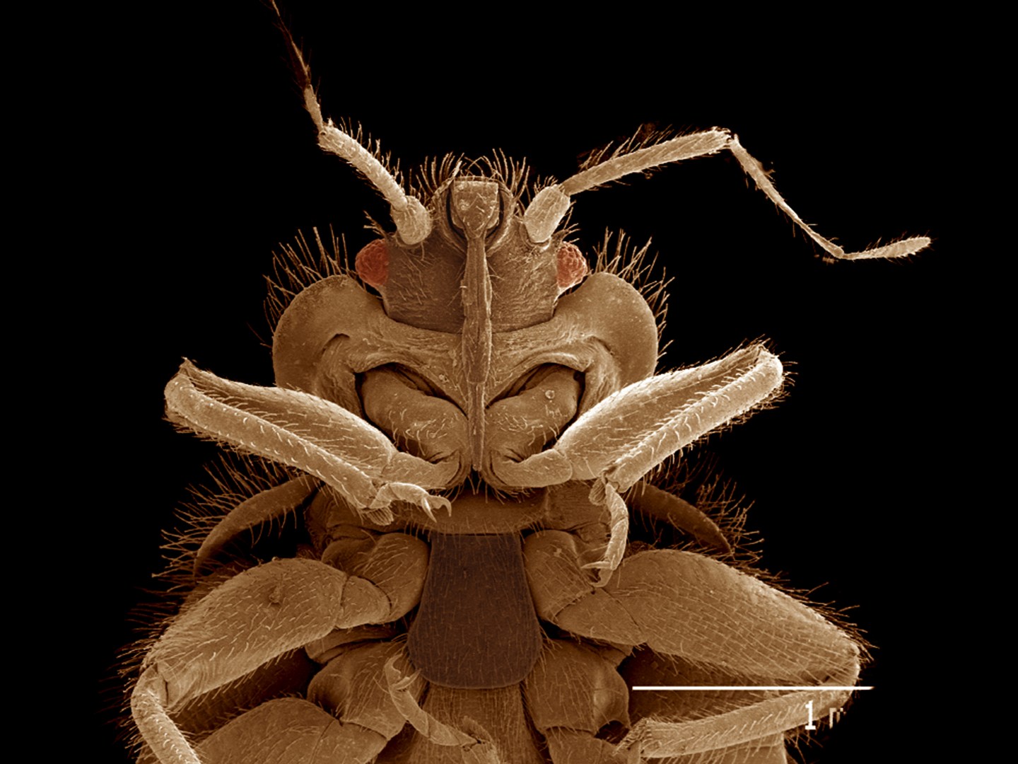 Head of Bat bug, Cimex sp., Cimicidae SEM