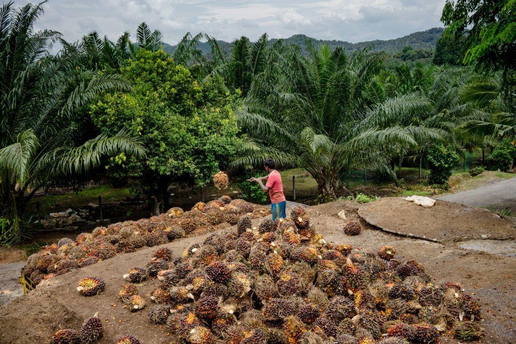 Workers Harvest Fruit At A Palm Oil Plantation