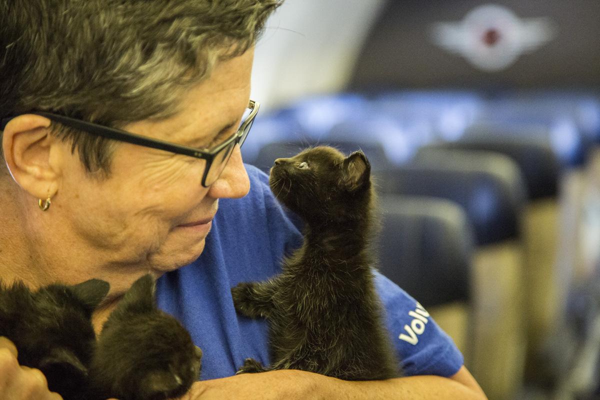 Southwest Airlines Just Gave Hurricane Harvey Animals a Flight to Safety