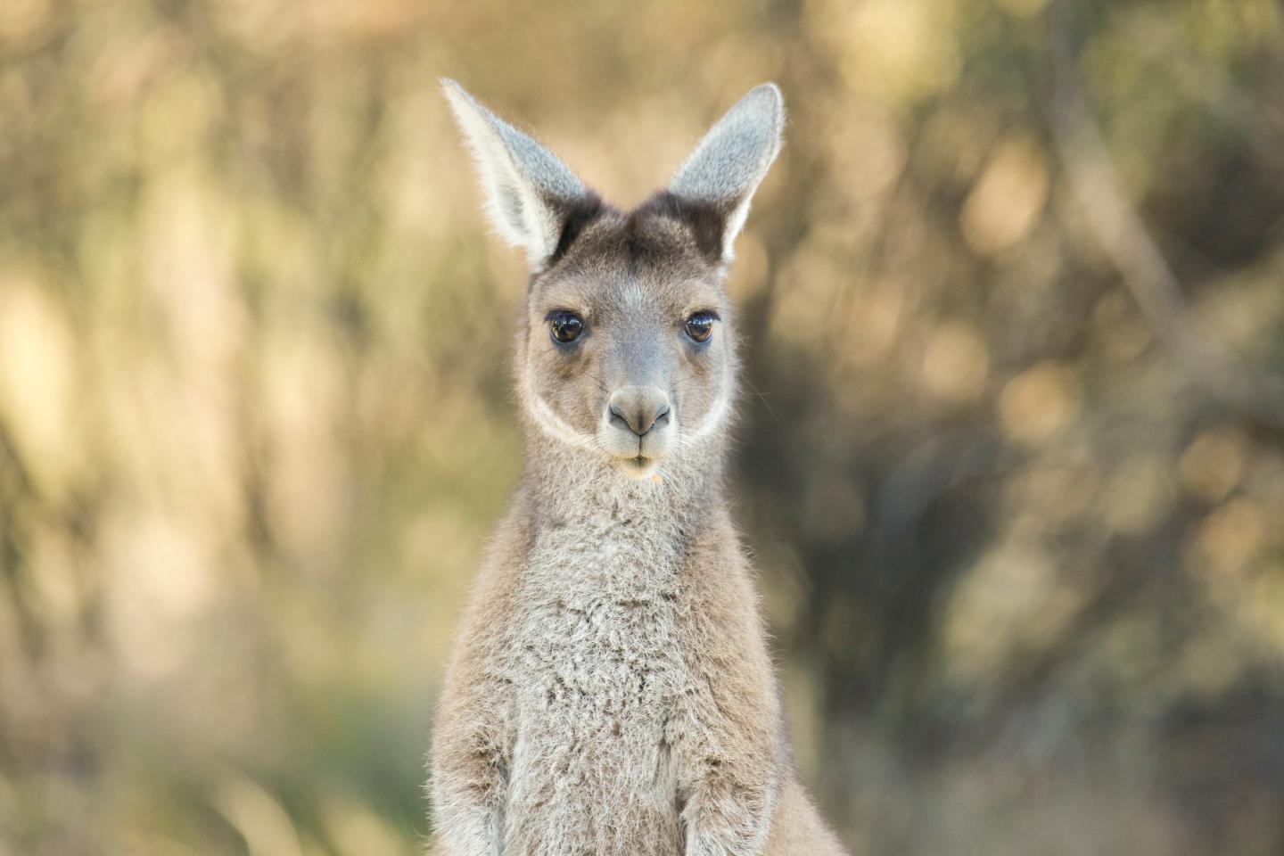 Western grey kangaroo