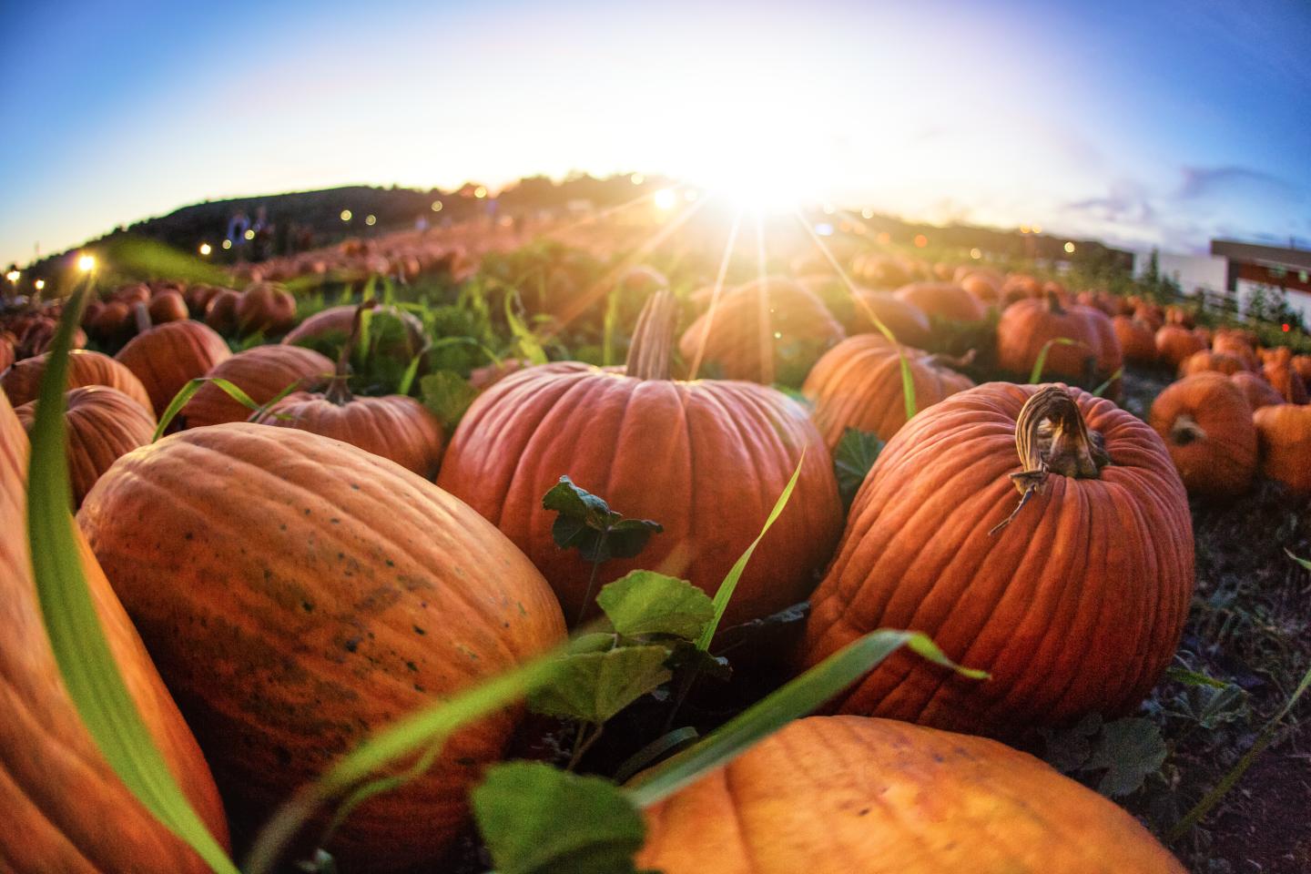 Sunset Over Pumpkin Patch