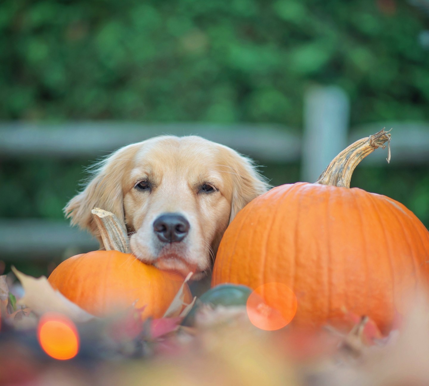 Golden retriever dog lying amongst pumpkins and autumn leaves
