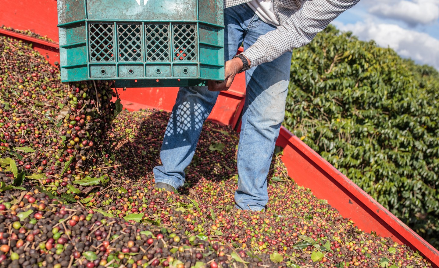 Operations At A Coffee Plantation Amid Risk of Coffee Shortages On Brazil Crops