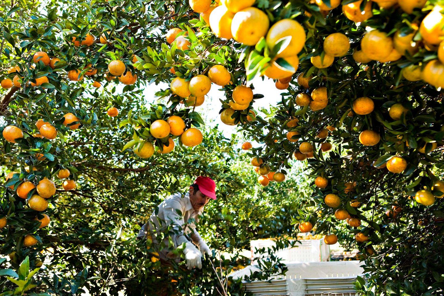 Orange Juice Futures Gain As Weather May Damage Citrus Crops