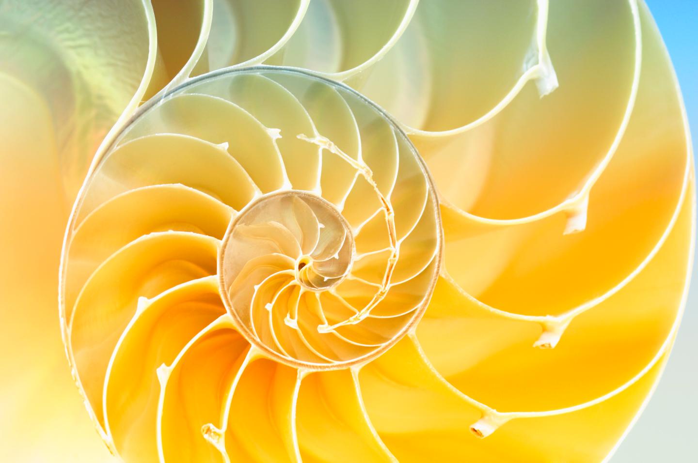 nautilus shell