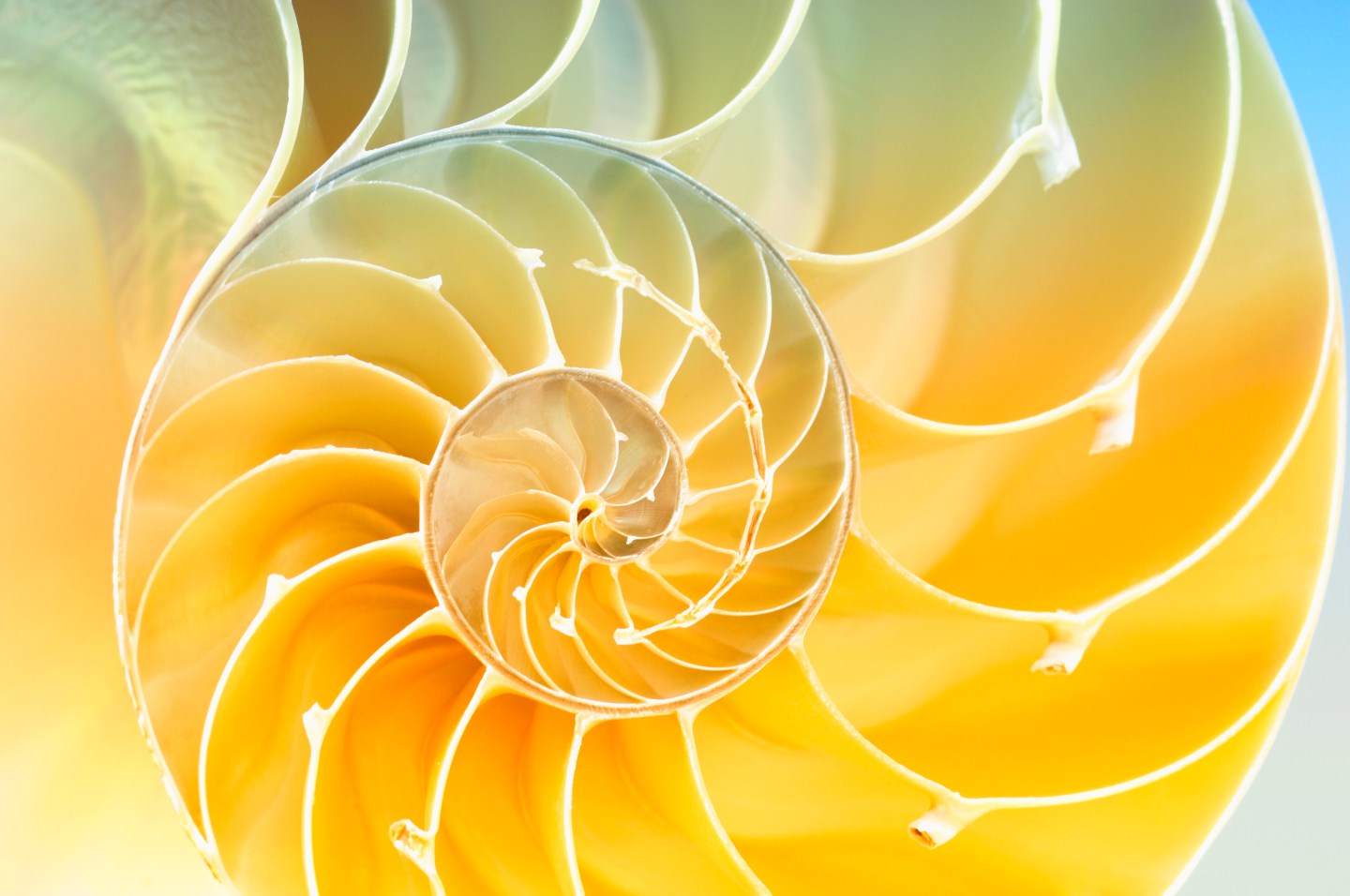 nautilus shell