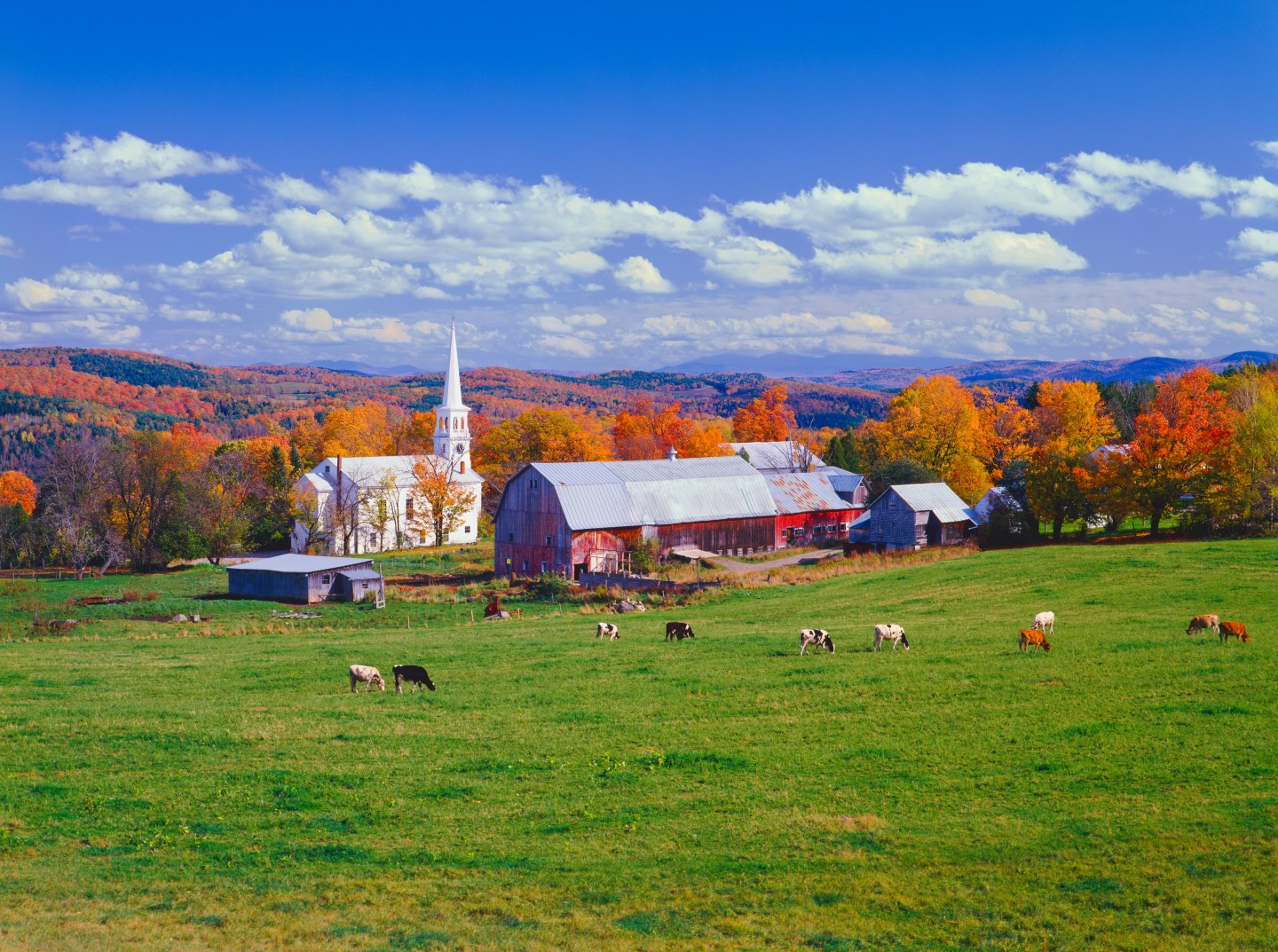 Lush autumn countryside in Vermont with grazing cows