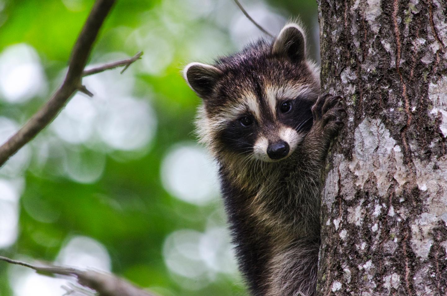 Baby Raccoon