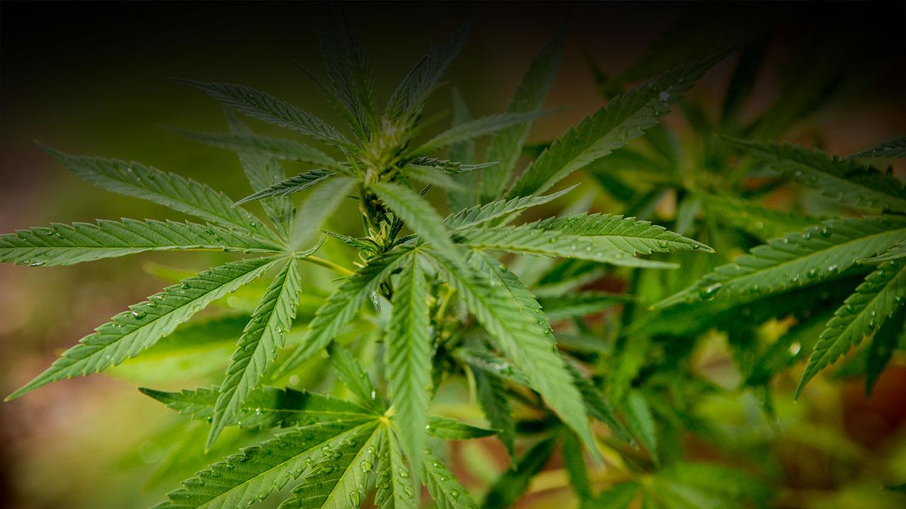 Want a 4/20 Deal on Weed? Go to Oregon, Where Pot Is Alarmingly Cheap