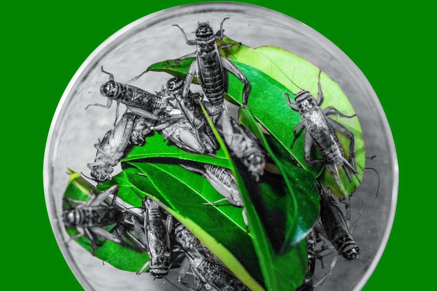One of the World’s Best Restaurants Now Has Crickets on the Menu