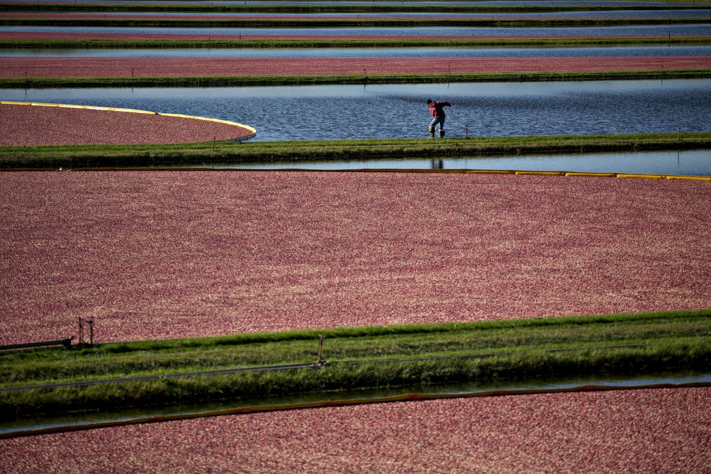 A Cranberry Harvest As Wisconsin Leads The U.S. In Production