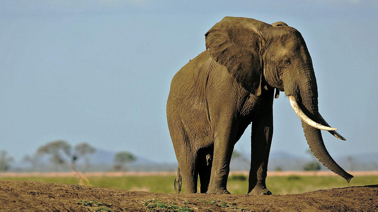 China’s Legal Ivory Trade Ends Today