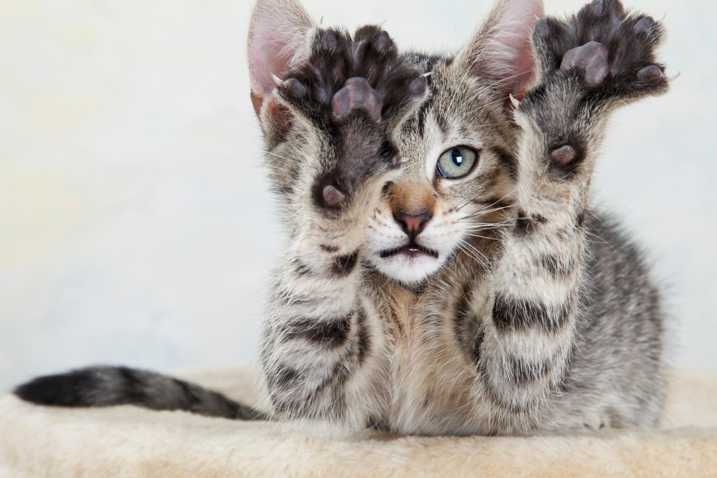 Kitten stretching out paw