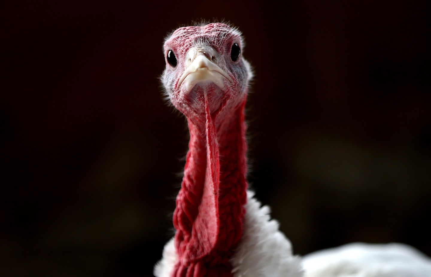 Turkeys Raised On California Farm