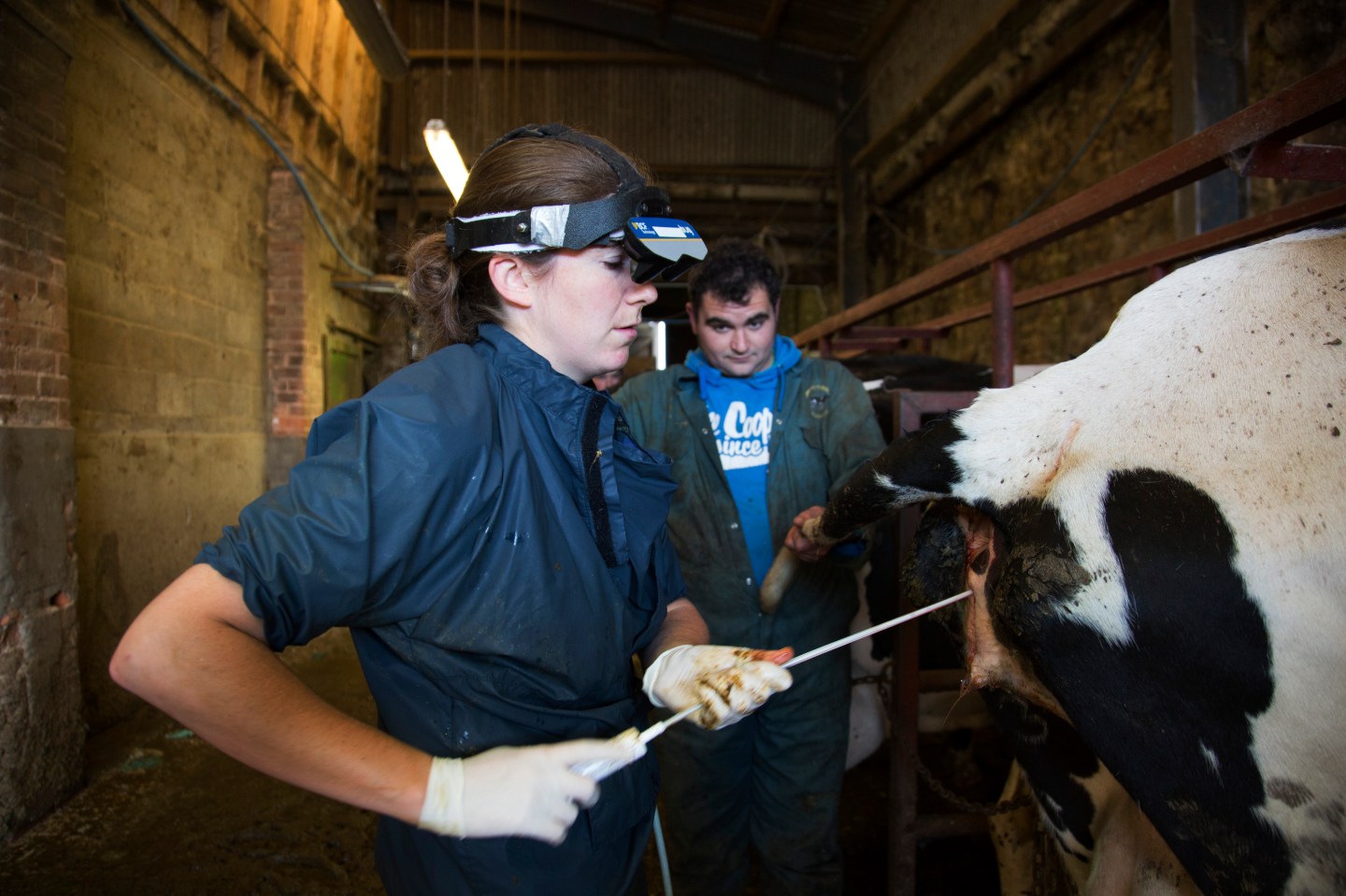 Life On A Dairy Farm The Closed Herd