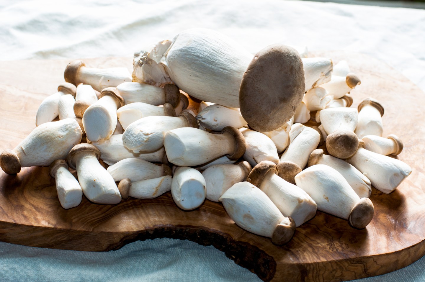 boletus edulis mushrooms