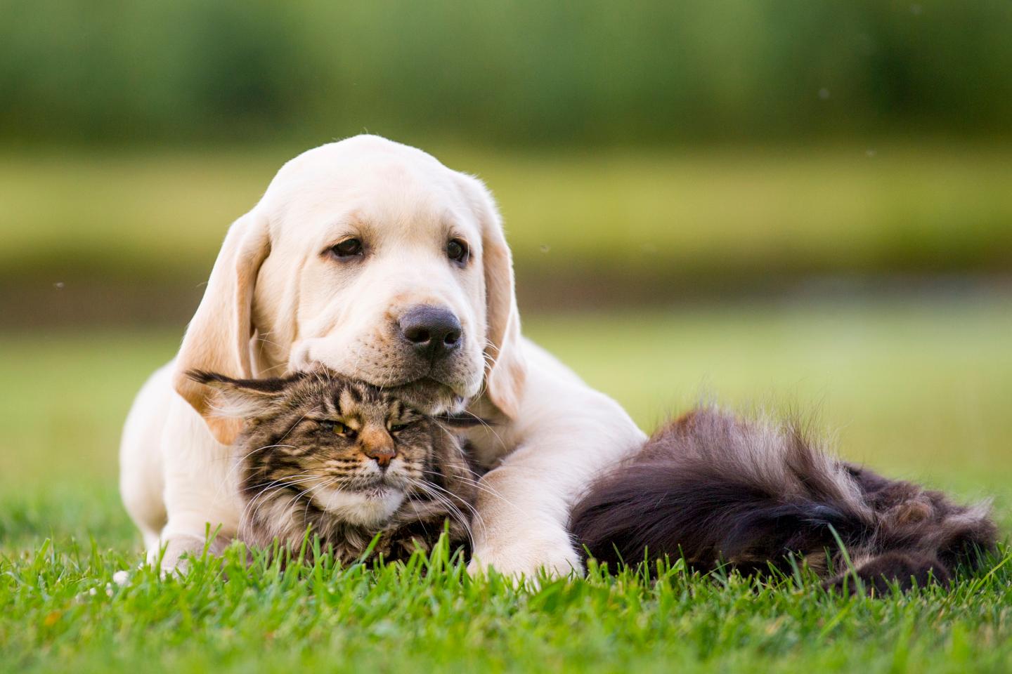 Puppy and Kitten Snuggle