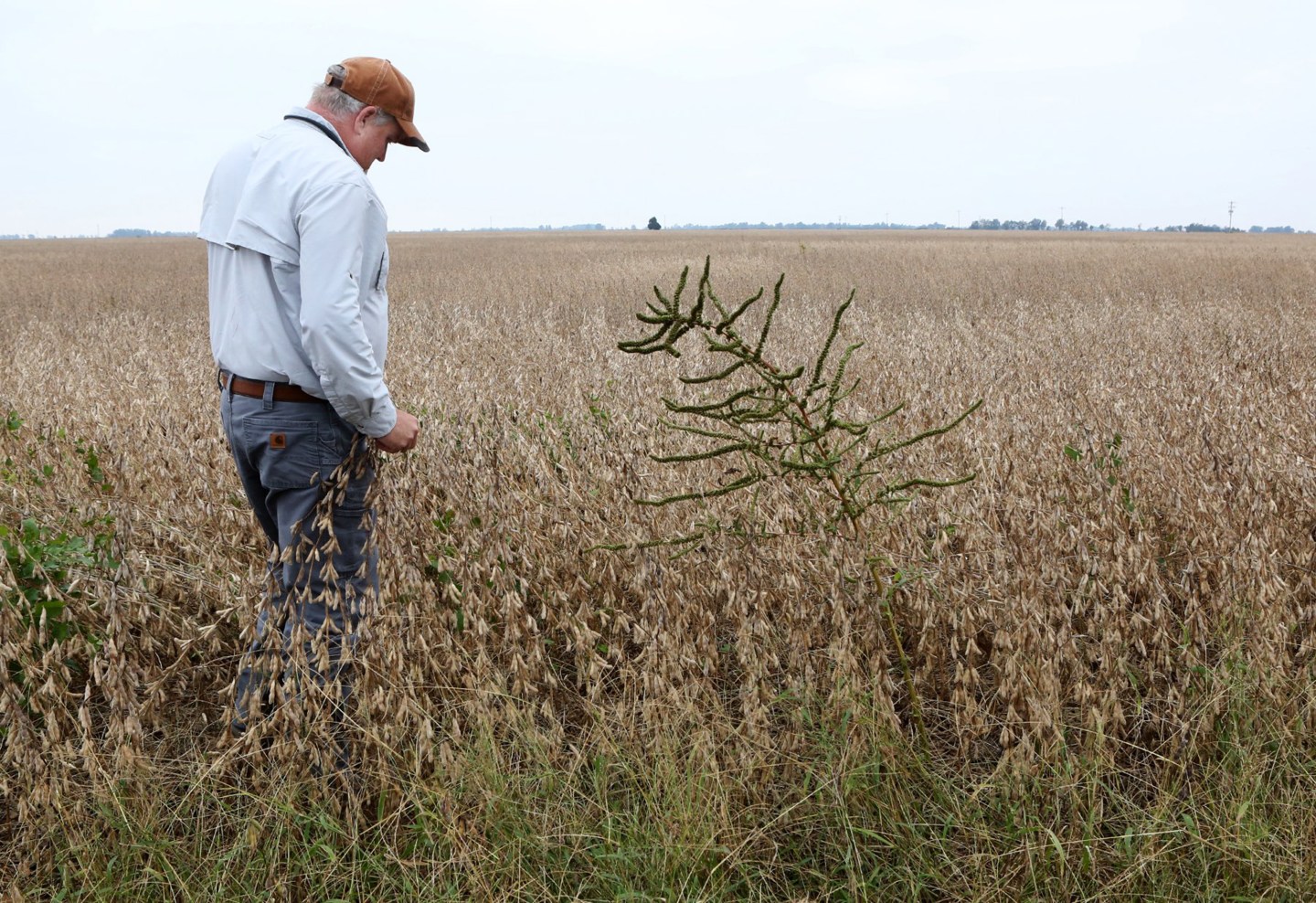 Missouri farmers wrestle with toll of widespread dicamba damage