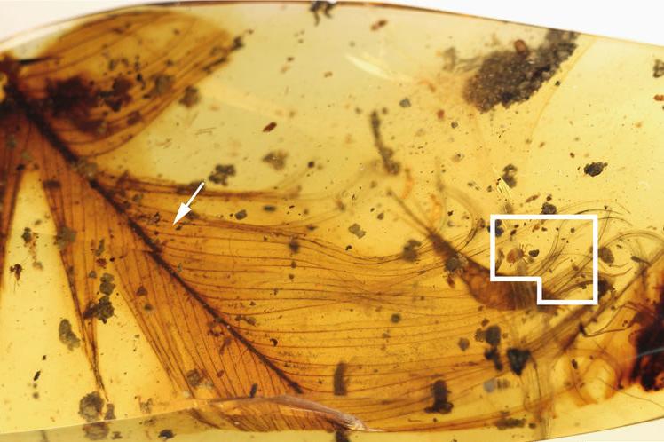 tick-cretaceous
