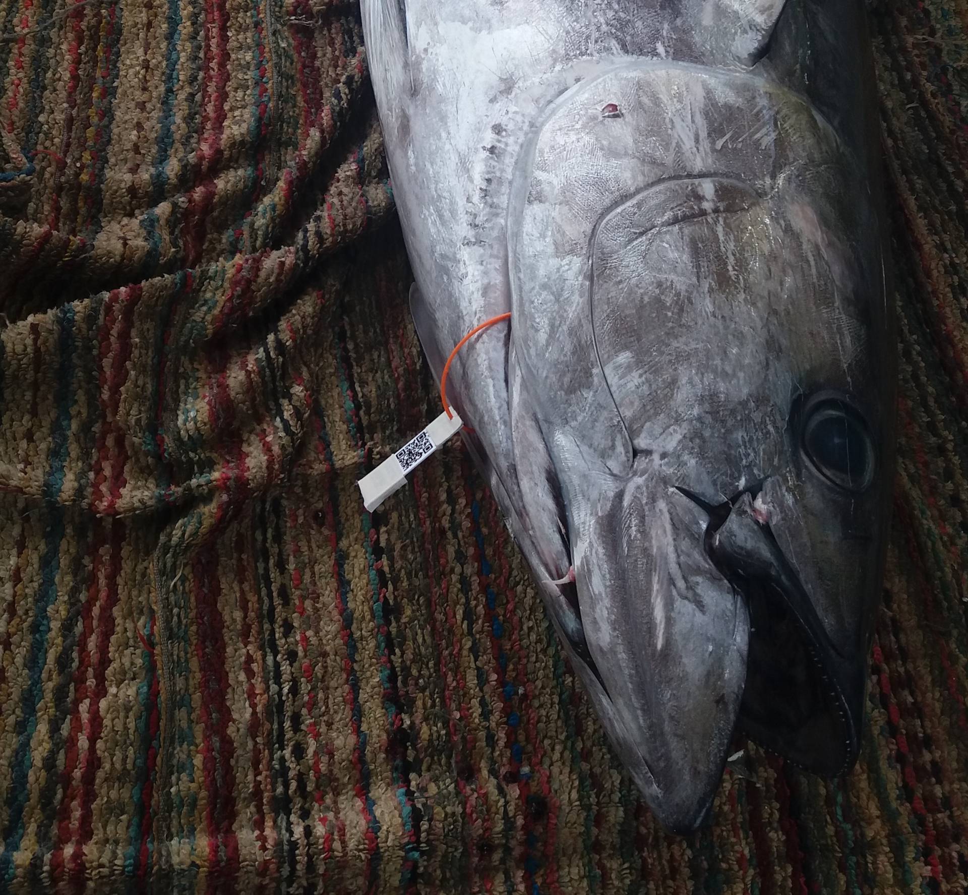 Blockchain Firm Viant Provides Sustainable Fish Options | Fortune