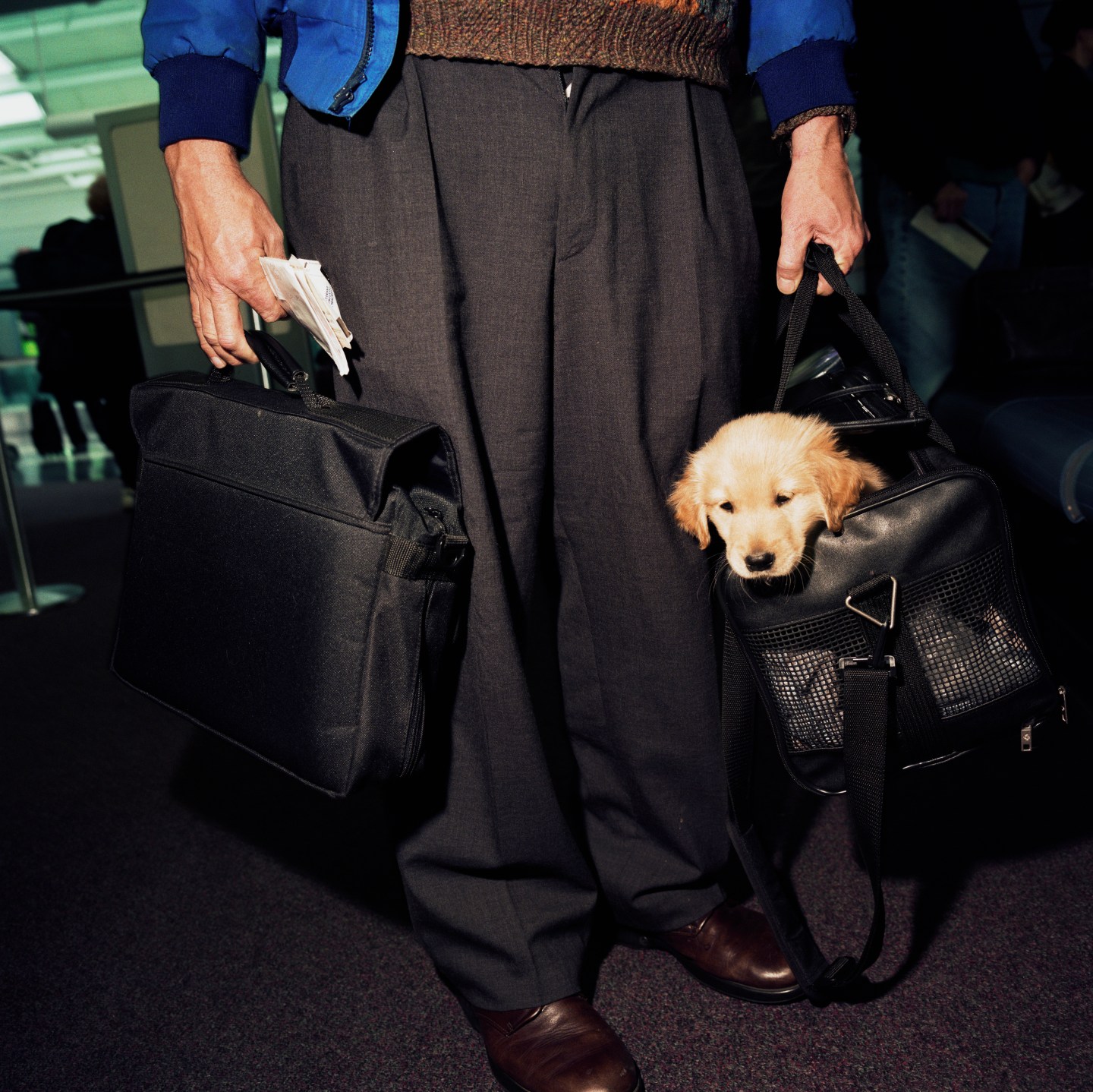 United States - Chicago - Carry-on puppy at O'Hare airport