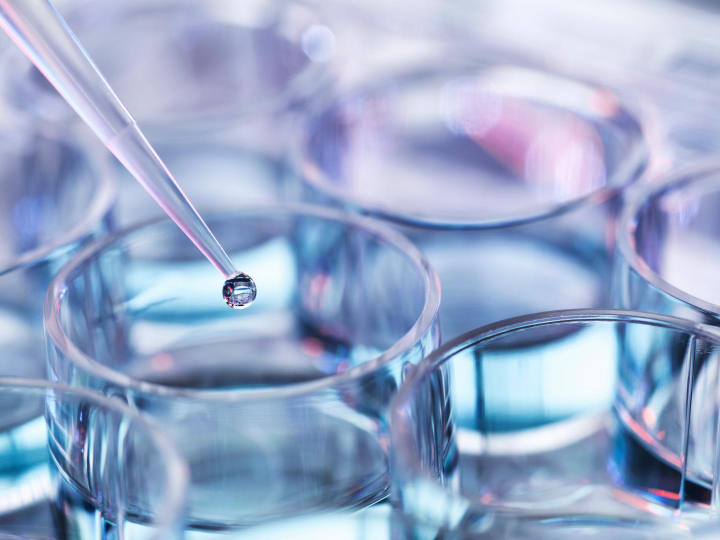 Pipetting droplets of liquid into multiwell dish, high angle view