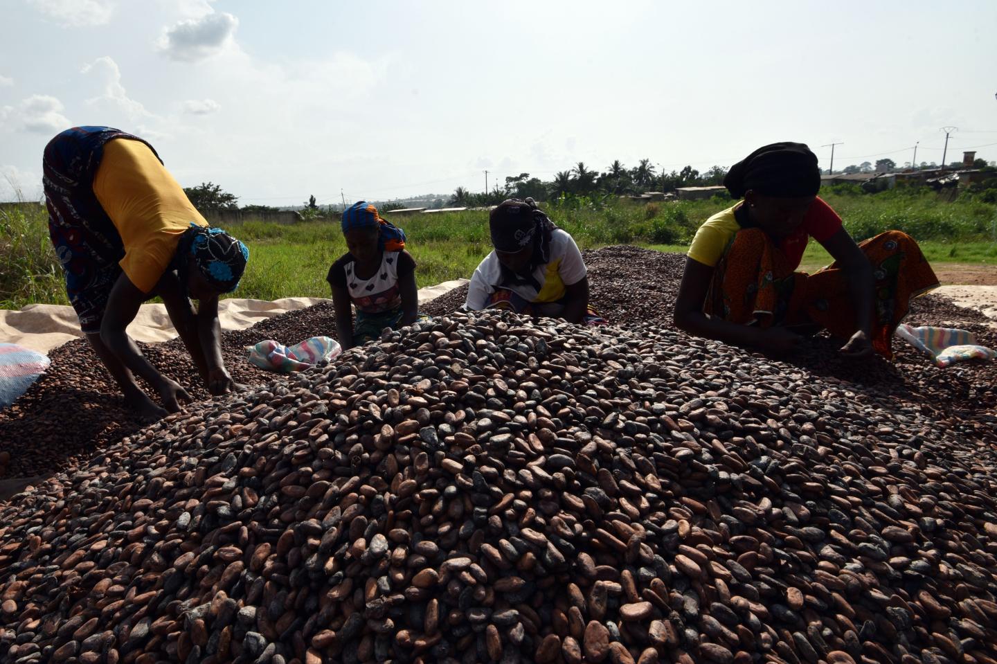 Women sort out cacao beans in Soubre, Ivory Coast on March 6, 2017.