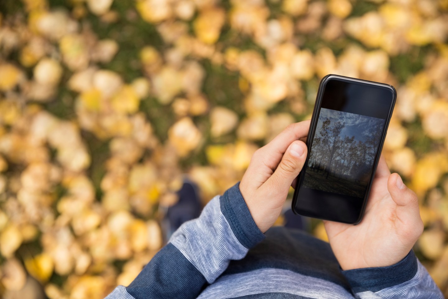 Overhead view boy viewing autumn leaves photograph on camera phone