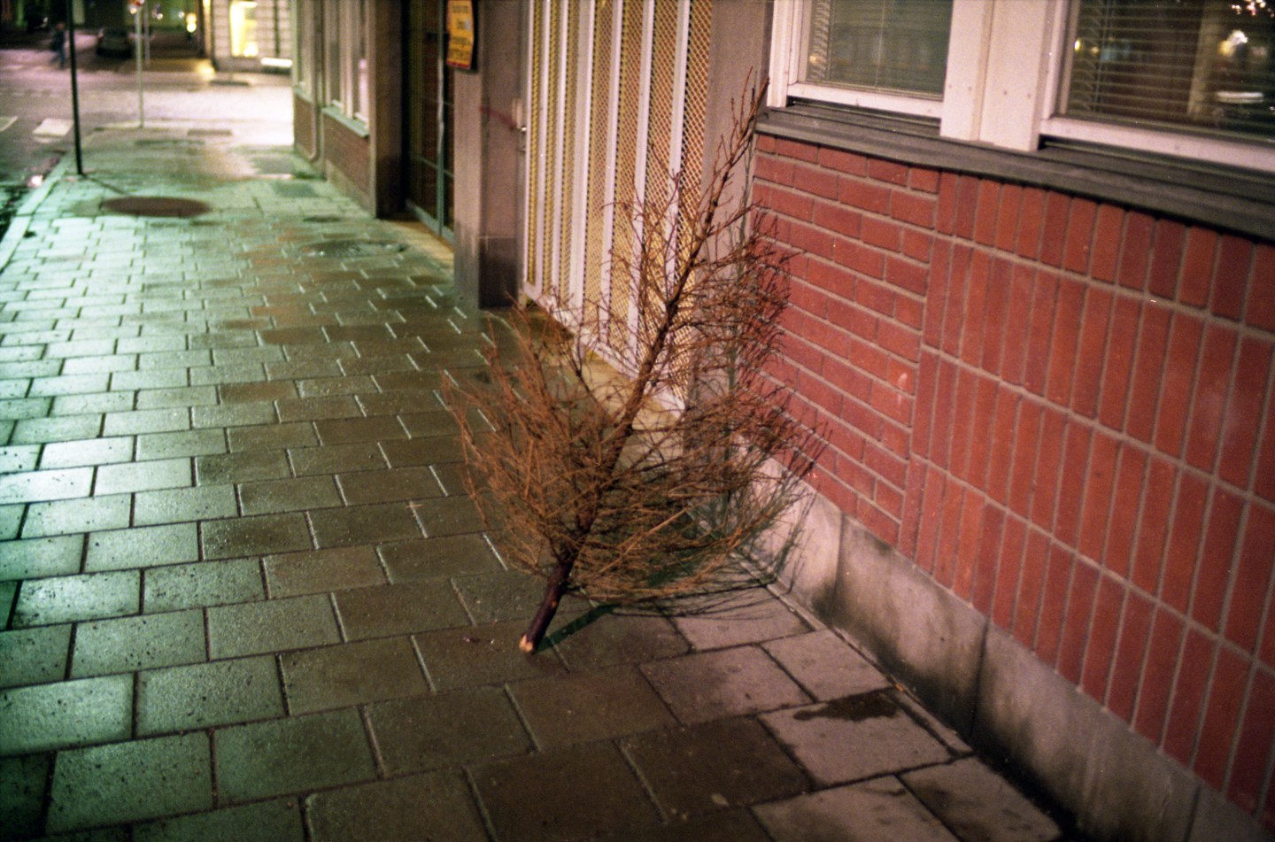 Dead Christmas Tree