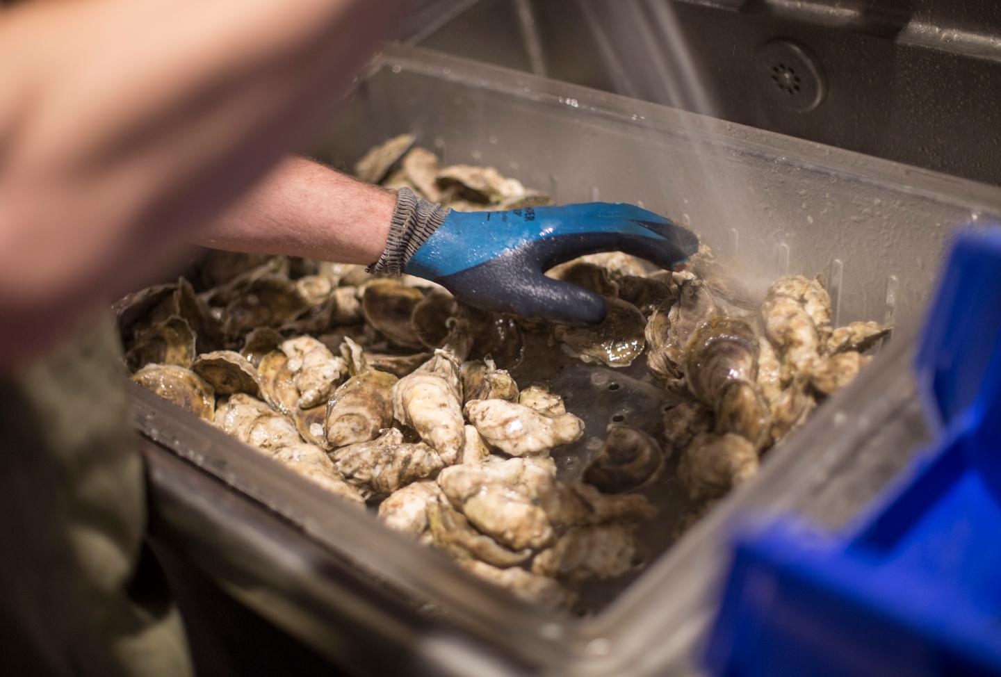 Basket Island oysters at Eventide