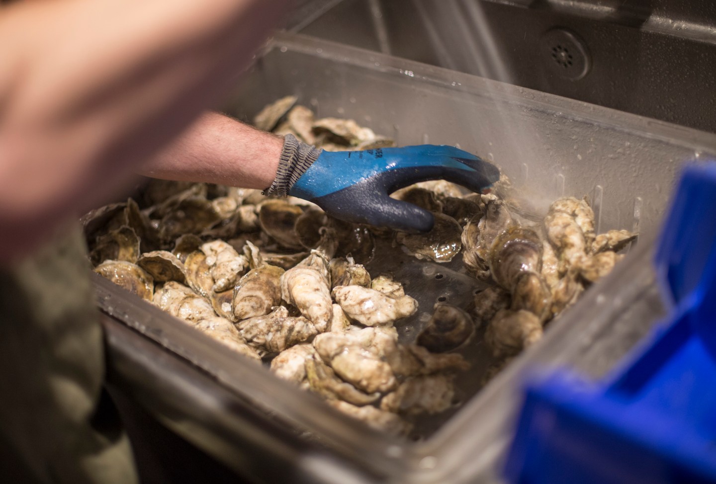 Basket Island oysters at Eventide