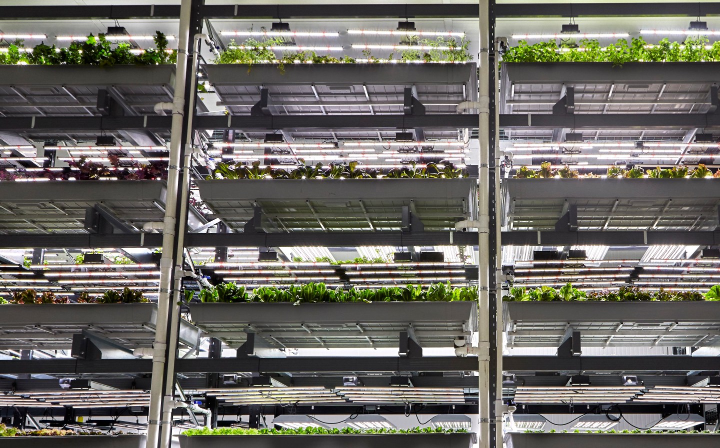 Vertical farming startup Bowery says it's building the most technologically sophisticated indoor farm in the world.