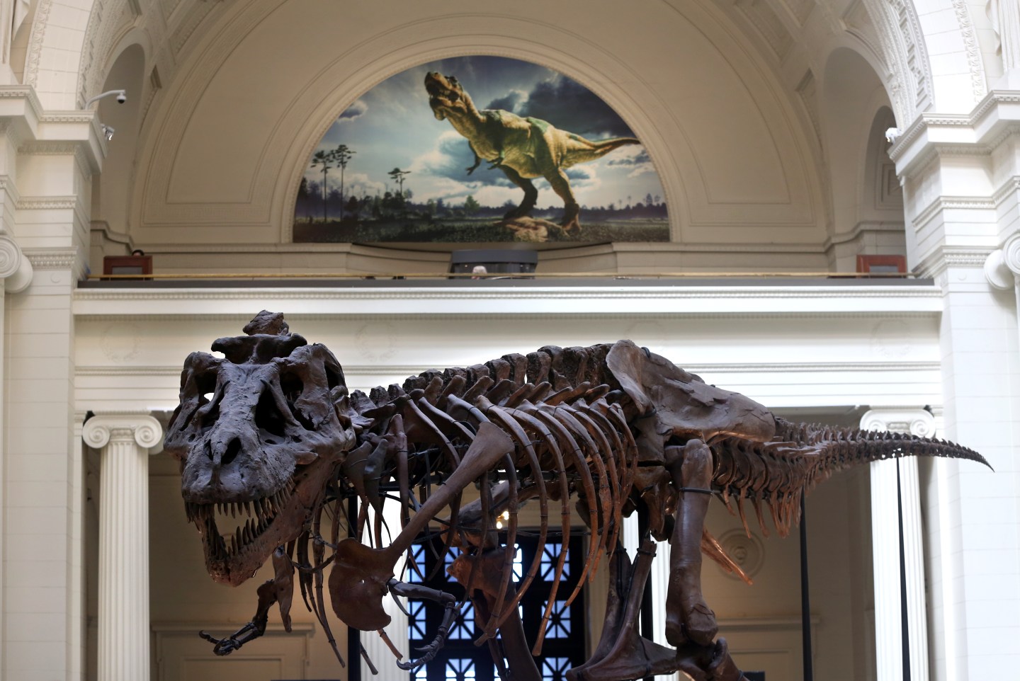 Sue, the T-rex, on display at the Chicago Field Museum