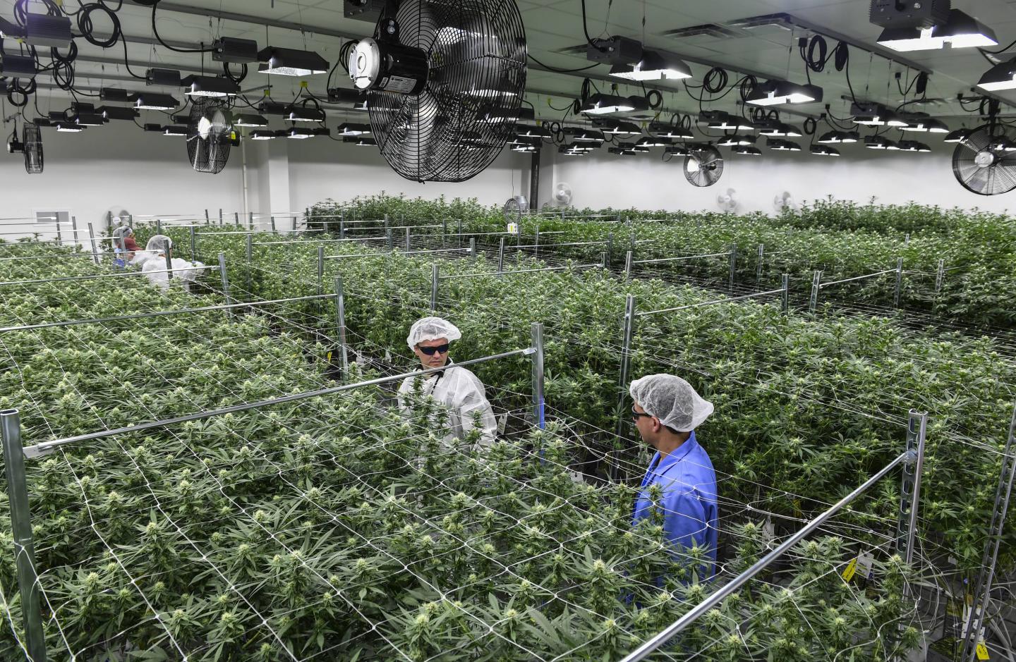 Medical Marijuana in Maryland
