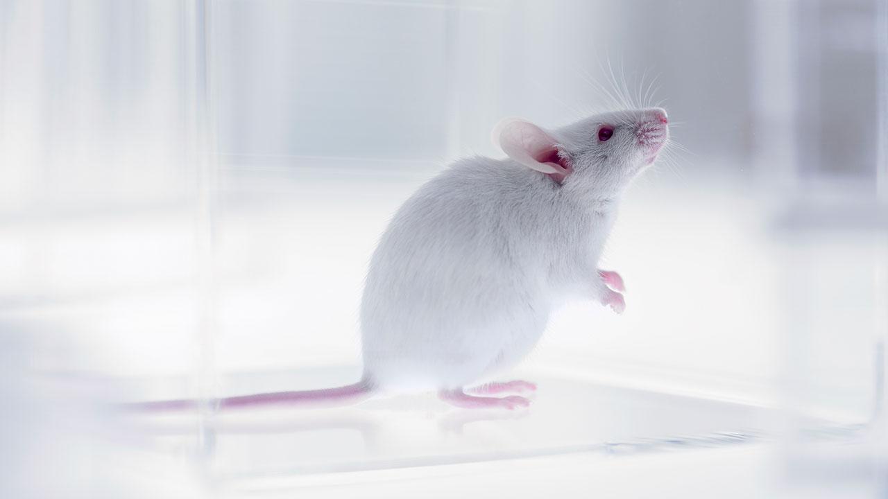 Scientists Successfully Reduce Autism Symptoms in Mice Through Gene Editing