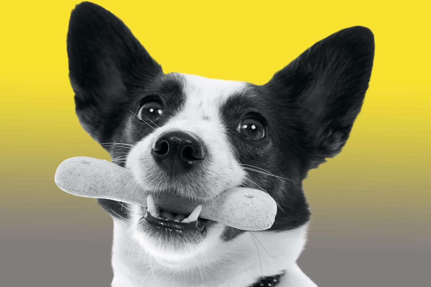 Pet food mergers are on the rise.